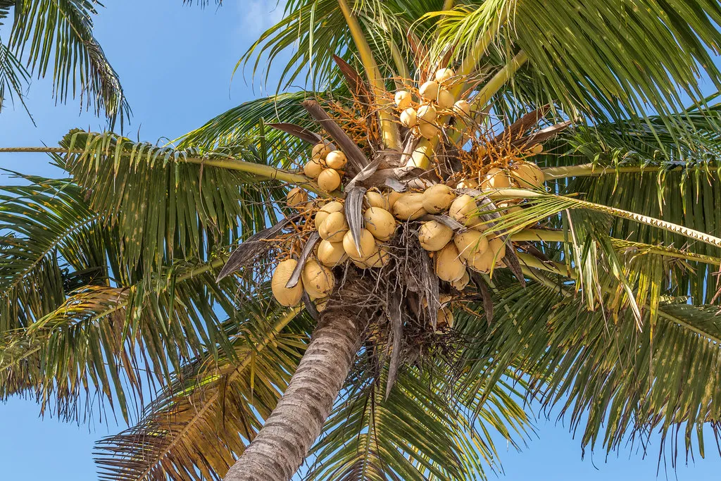 Crown of a coconut palm heavy with young coconuts against a blue sky