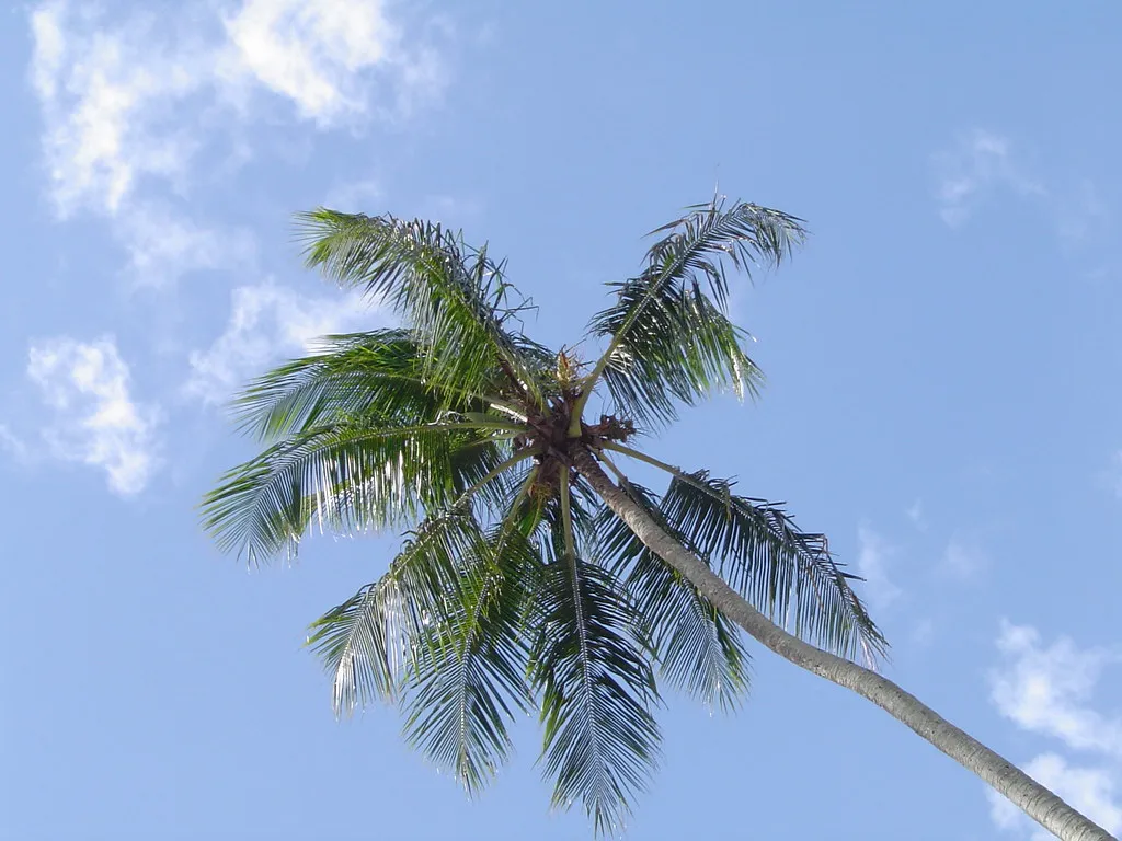 A tall coconut palm leaning into a bright sky
